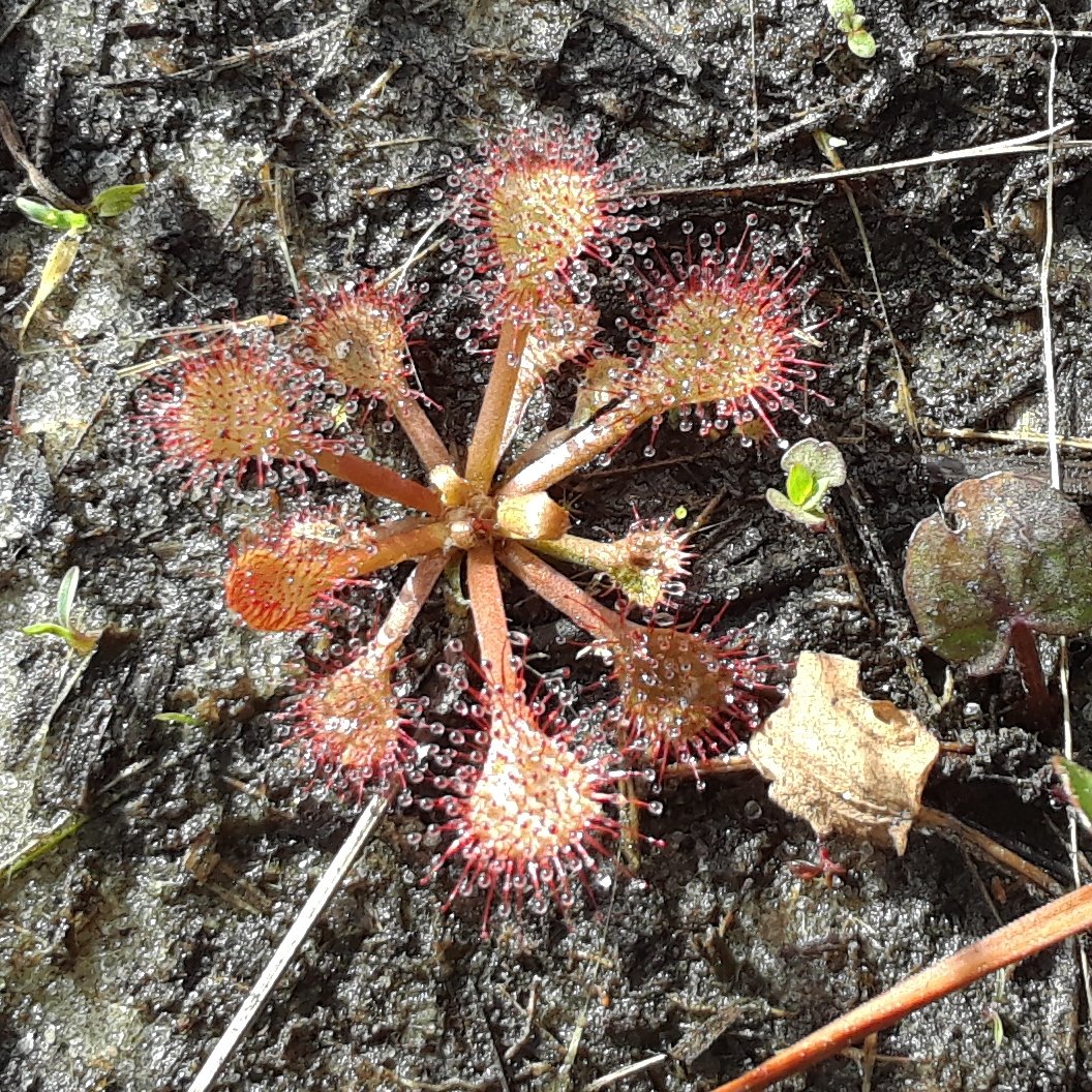 Drosera Brevifolia, the Dwarf Sundew