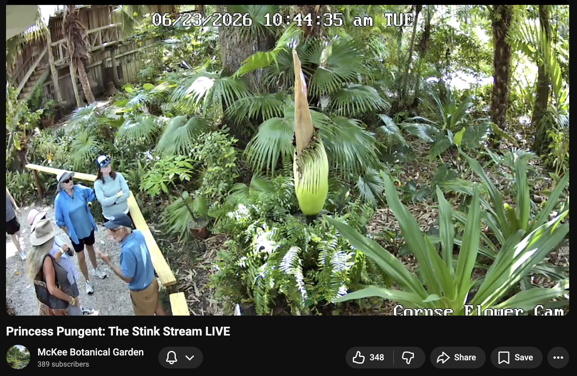 Princess Pungent: Rare Corpse Flower About to Bloom at McKee Botanical Garden in Vero Beach