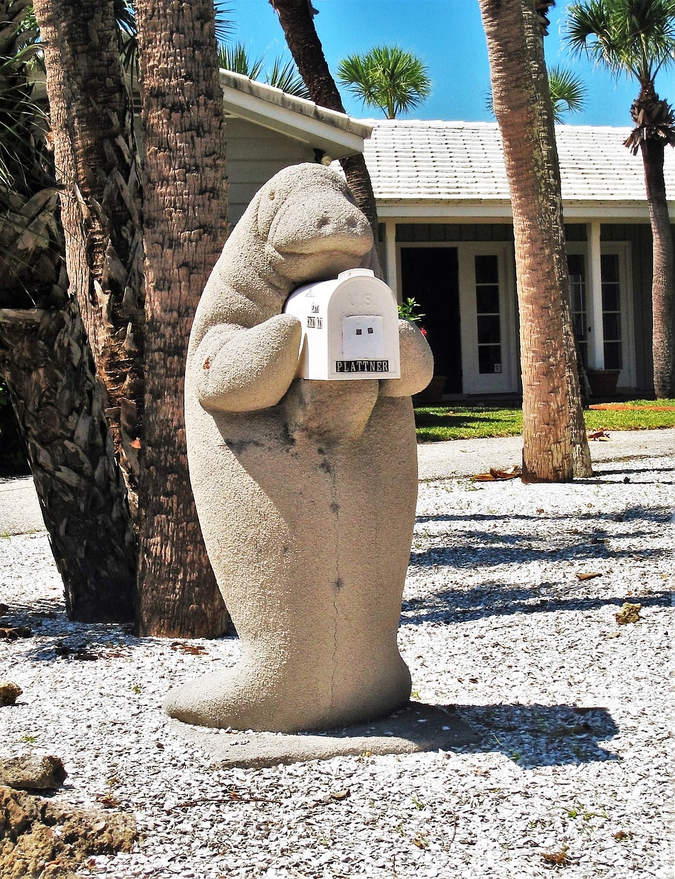 Understanding the Lives of Manatees