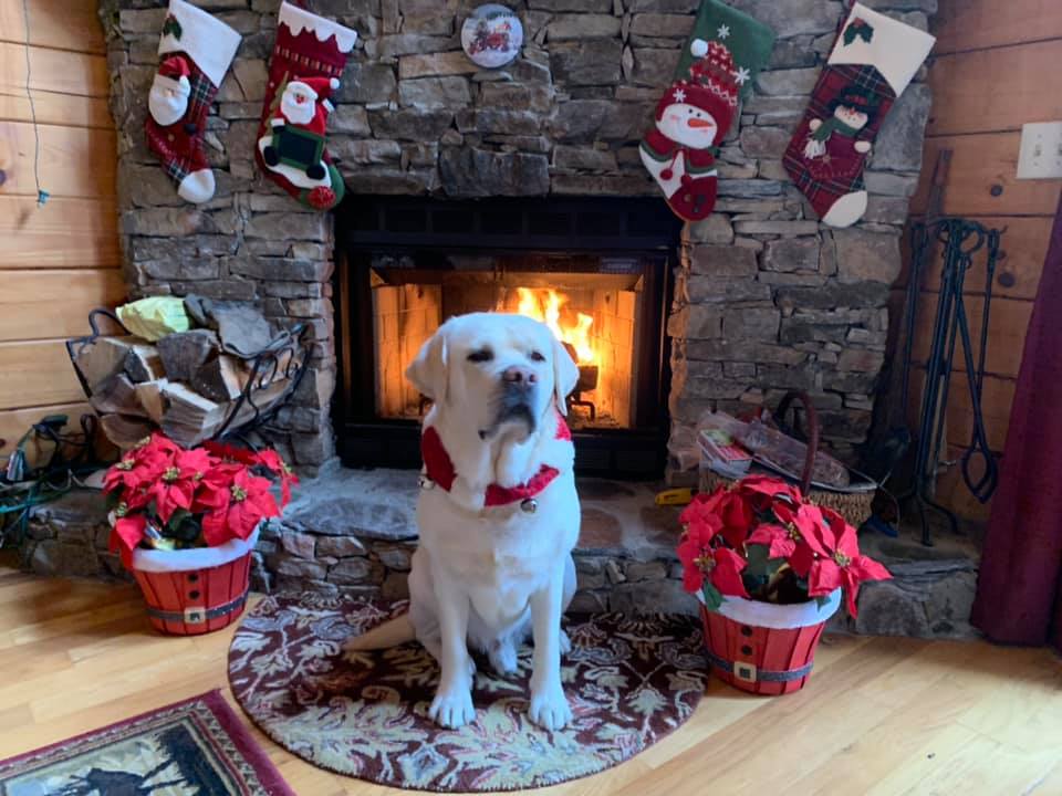 Winners of the Christmas Pet Photo Contest!