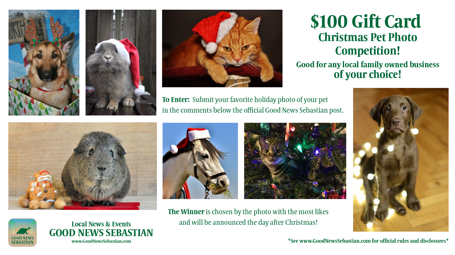 $100 Christmas Pet Photo Competition