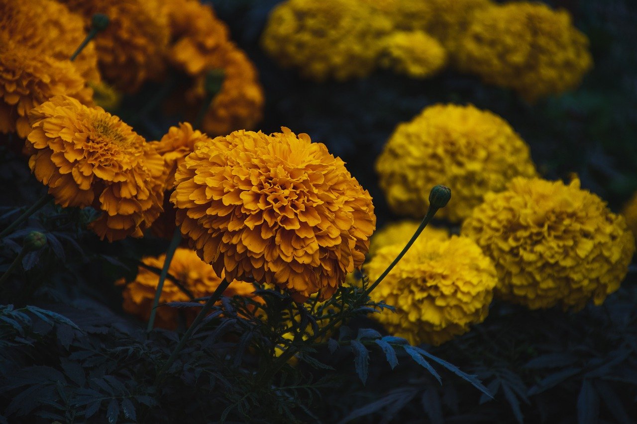 Marigold