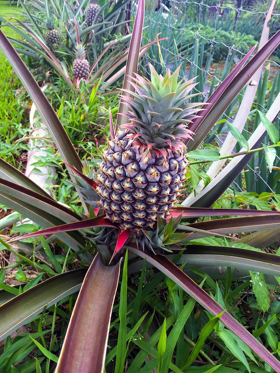 Growing Fruits in Sebastian, Florida