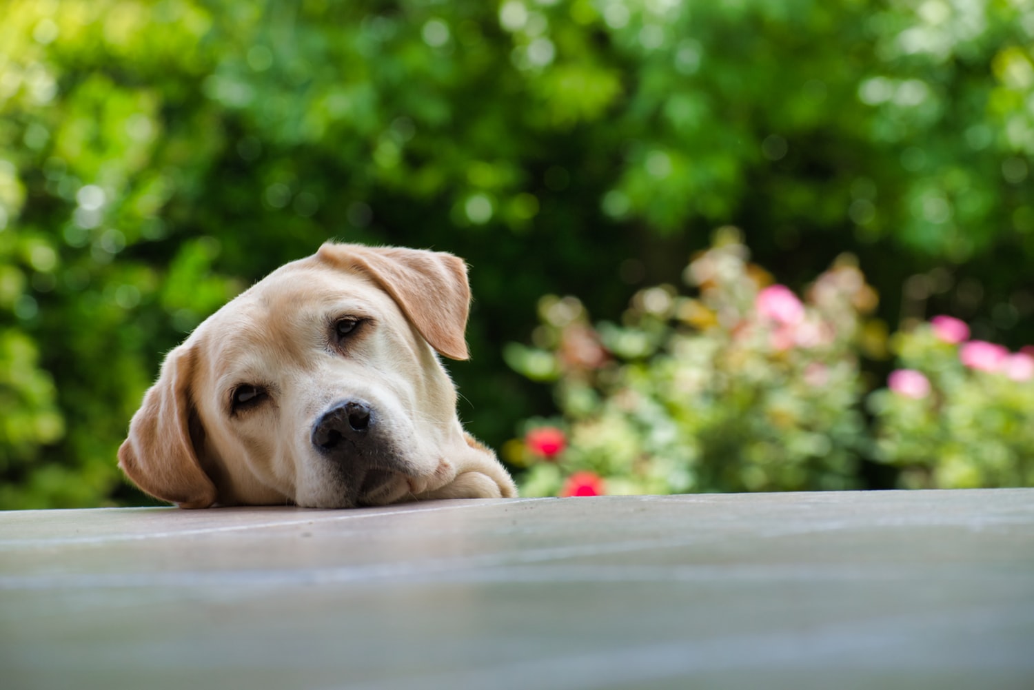 A Christmas Miracle! The Lost Yellow Lab